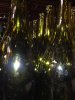 Chardonnay-7.jpg
