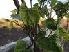 ImageUploadedByWine Making1497290198.470463.jpg