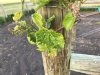 ImageUploadedByWine Making1497290215.866526.jpg