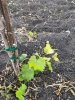 ImageUploadedByWine Making1497290229.965954.jpg