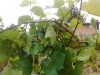 IMG_20170630_101902163.jpg