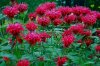 Monarda.jpg