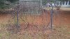 vines.jpg