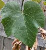 IMG_20180826_112036.jpg