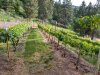 vines06-23.jpg