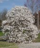 3-27-20_magnolia.jpg
