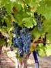 Vineyards4.jpg