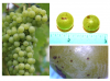 July 7 Grape Pix.png